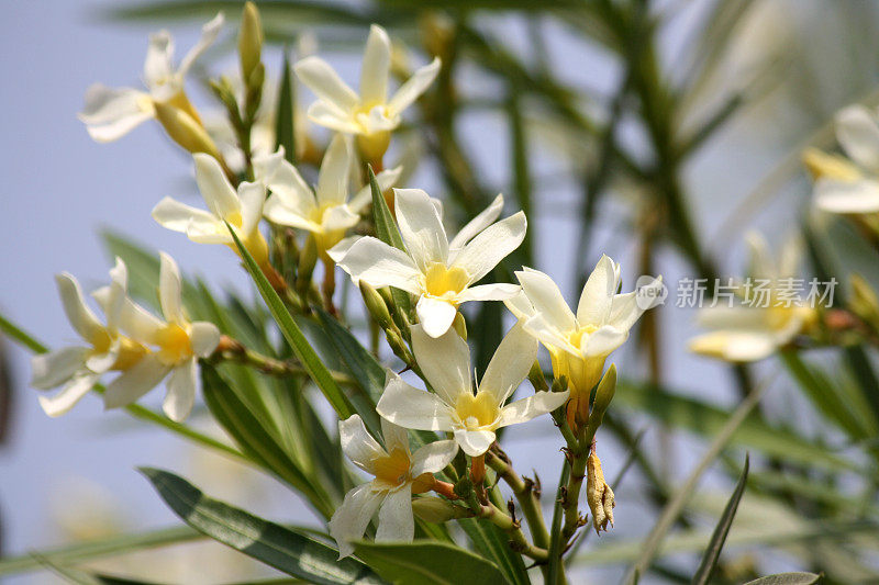 花园中盛开的白色夹竹桃(neium Oleander 'Soeur Agnes')(图片来源:Sanjiv Shukla)